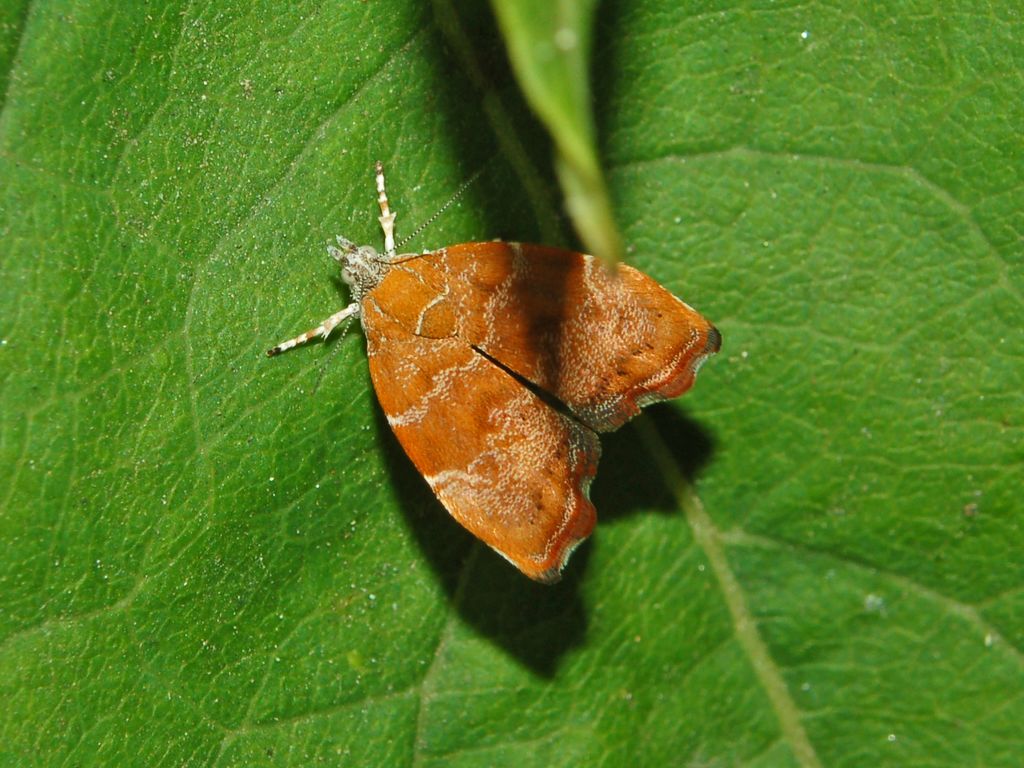Una strana postura delle ali - Choreutis nemorana